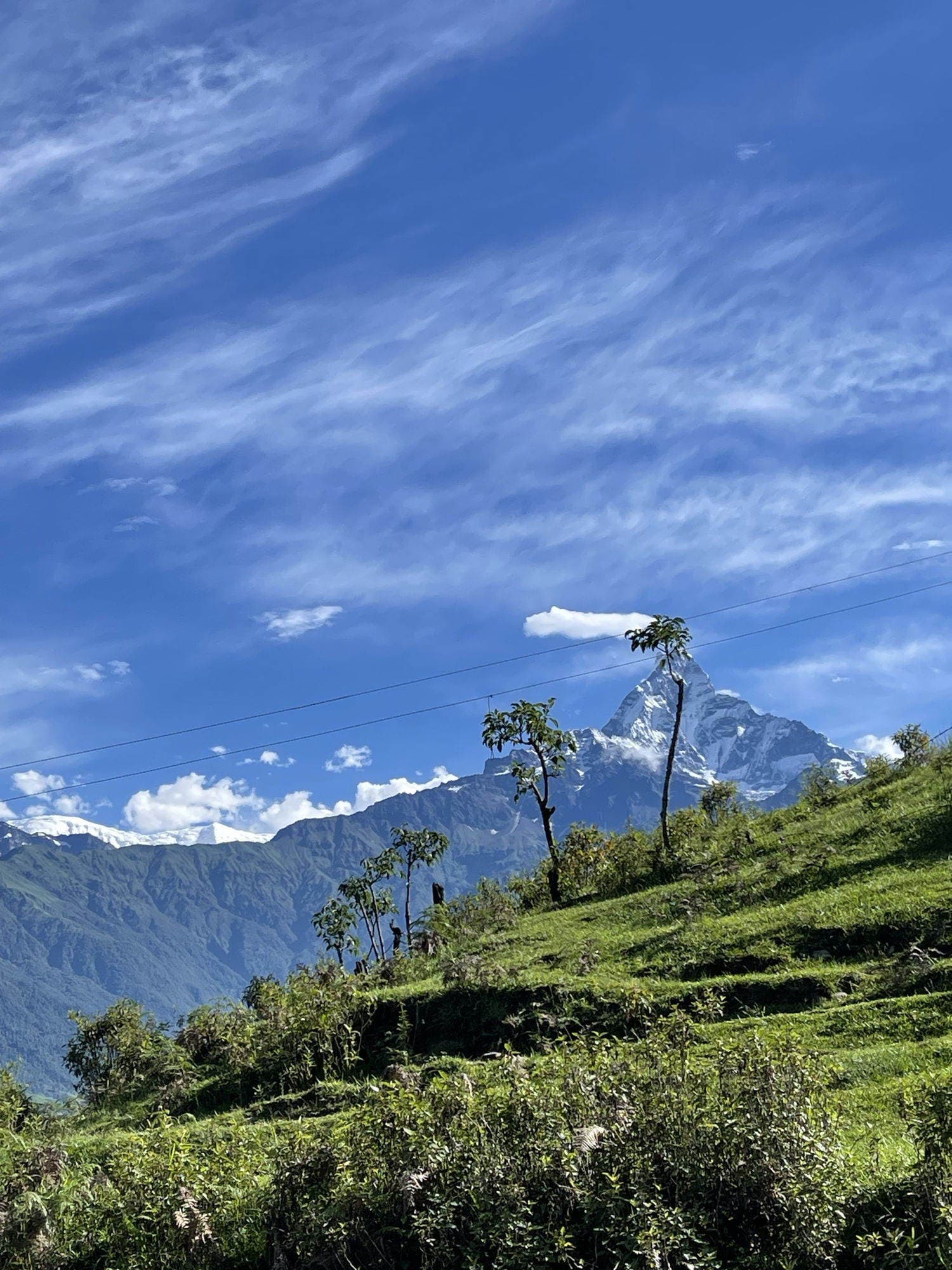 The peak of Machhapuchhre seen beyond a green hillside scattered with young trees.