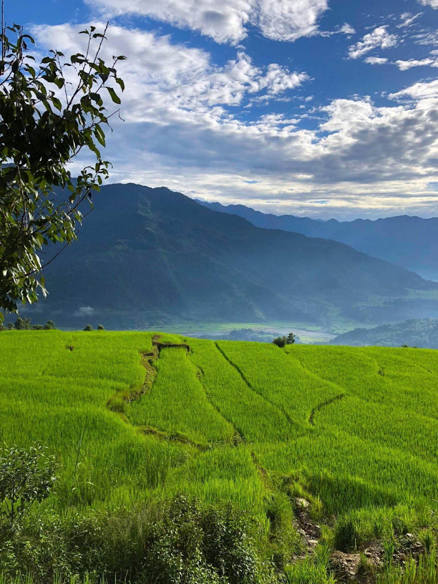 Bright green rice terraces stepping down toward a hazy ridge under a broken sky.