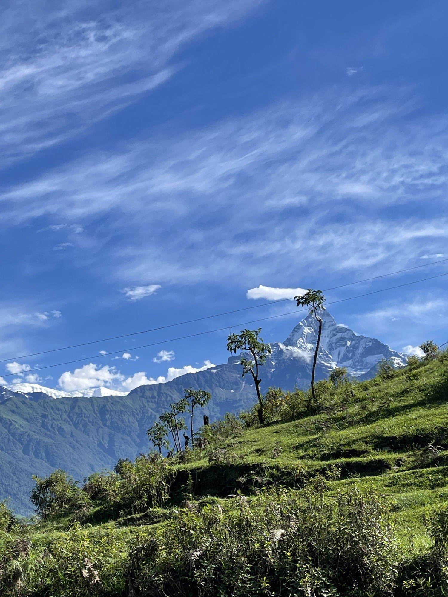 The peak of Machhapuchhre seen beyond a green hillside scattered with young trees.